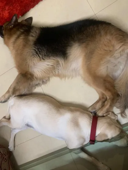 Another shot of the sleepy sisters, Cookie and Candy. It's wonderful to see our adopted dogs forming such strong bonds.