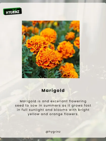 Marigolds are a fantastic choice for summer gardens. They thrive in sunlight and produce bright yellow and orange flowers that are also known to repel pests.