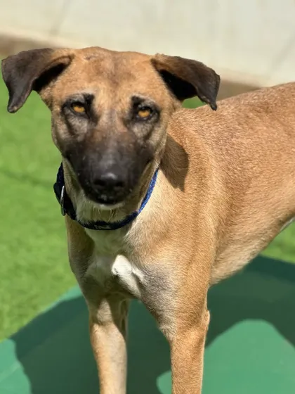 The intense and beautiful eyes of this tan Indie dog. They are watchful and loyal, always keeping an eye on their surroundings.