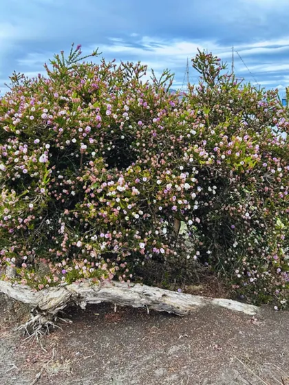 A flowering bush creatively pruned around a piece of driftwood. This shows how you can use natural elements to add interest and unleash your creative side in the garden.