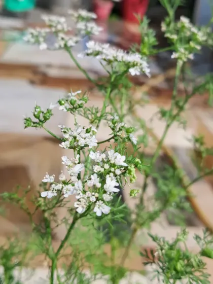 Coriander flowers with developing seeds. I can show you how to collect, dry, and store these seeds for your next planting.