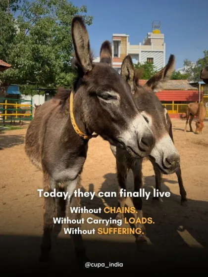 These donkeys spent their lives carrying heavy loads, often in pain. At our sanctuary, they live without chains, without burdens, and without suffering. This is the retirement every working animal deserves.