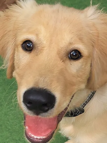 Those puppy dog eyes! This young Golden Retriever is full of curiosity and joy. It's a privilege to watch them grow and play.