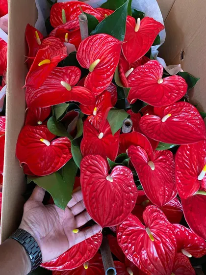 The quality of my flowering plants is very important. Here you can see the vibrant color and fresh condition of my red Anthurium flowers, which are always a popular choice for adding a splash of tropical color indoors.