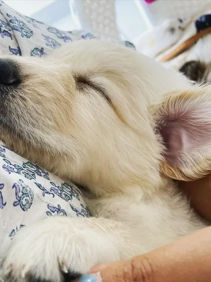 There is nothing sweeter than a puppy sleeping in your arms. We provide this comfort to help them feel safe and loved, especially during their first time away from their mom and dad.