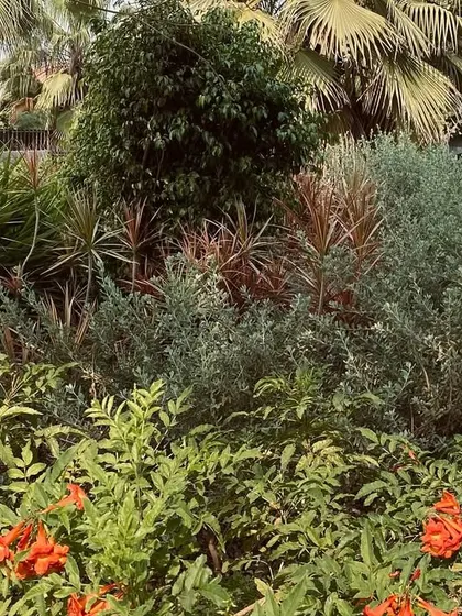 The landscape at Pavilion House is designed to be arid and resilient, with a mix of perennials and grasses that thrive in the Nashik climate.