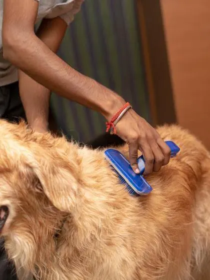 A good, thorough brushing is so important, especially for our long-haired friends. Our professional dog grooming service includes de-shedding and detangling to keep your dog's coat healthy, shiny, and free of knots.
