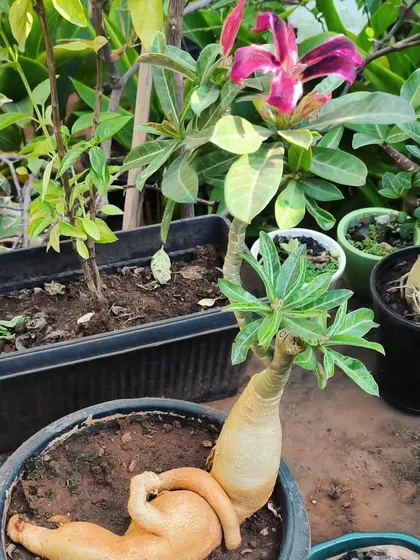 This uniquely shaped Adenium is a great example of bonsai material. Its reclining form offers a fantastic starting point for creating a dynamic and interesting bonsai tree.