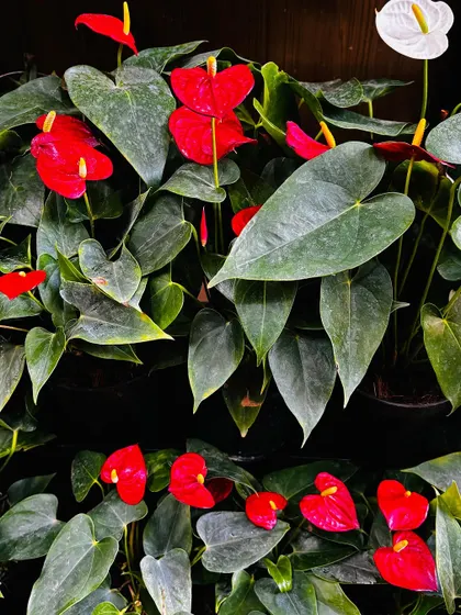 A close-up look at the rich, deep red of these anthurium flowers. Their glossy finish and bright yellow spadix make them a striking and exotic addition to any plant collection.