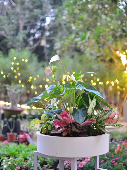 A wide shot of our mixed planter, showing how different colors and textures of foliage can create a stunning living centerpiece.