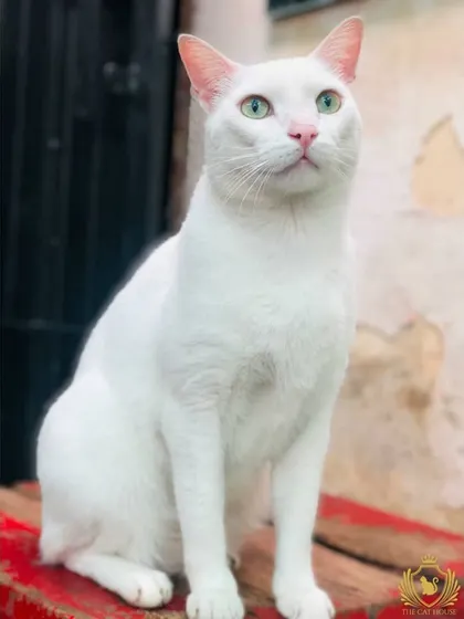 An elegant, pure white cat sitting proudly. Its posture and alert expression are signs of a happy and confident animal.