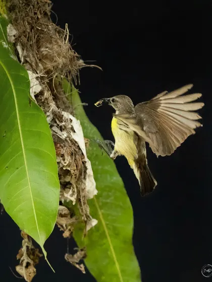 A female purple-rumped sunbird in flight, bringing food to her nest. This shot captures the tireless effort of motherhood in the avian world.