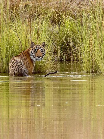 This is the moment we always wait for: the 'Palat', or the look back. This tigress in India gave us that perfect glance just before disappearing into the tall grasses. It’s these fleeting connections that we strive to capture.