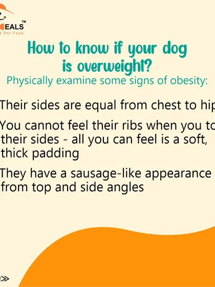 Are you feeding your dog too much? This guide helps you understand the facts about dog obesity, how to check if your dog is overweight, and the serious diseases linked to it.