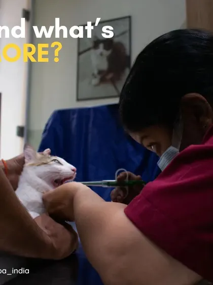 A regular check-up is crucial for a long and healthy life. Here, one of our veterinarians is performing a gentle but thorough examination on a cat, showcasing the careful and focused approach we take with every patient.