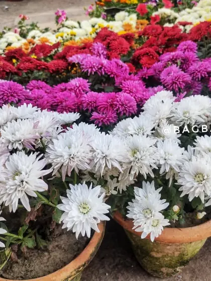 White and purple Guldavari flowers in traditional terracotta pots, showcasing a classic garden look.
