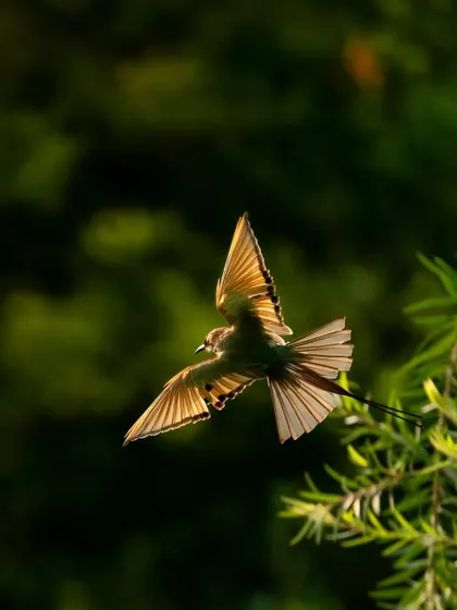 A bee-eater in flight, backlit by the rising sun. The golden light makes its wings almost translucent, creating a beautiful, ethereal effect.