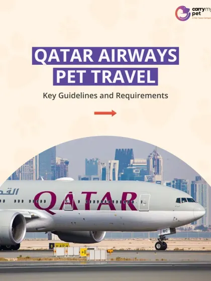 Planning a trip with Qatar Airways? This guide covers their key guidelines and requirements for pet travel, a service I frequently use for my clients.