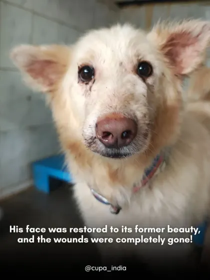 The final result of our team's effort. His face was restored, the wounds completely healed, and he was no longer in any discomfort. This is the transformation that drives us.