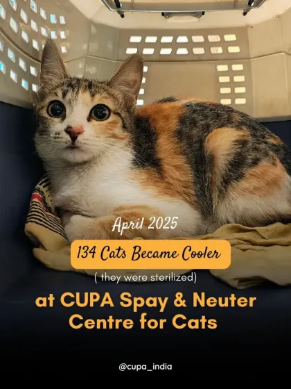 In April, 134 cats became cooler (they were sterilized!). We love seeing them go back to their communities healthier and happier, free from the cycle of reproduction.