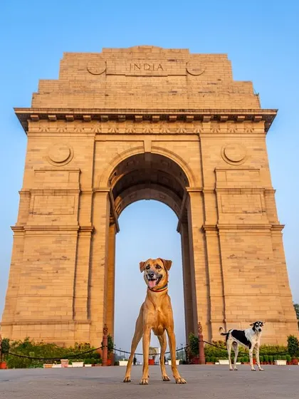 Two Indie dogs posing in front of India Gate. It was an early morning, but worth it to get this incredible shot for the "Tails of the World" book.