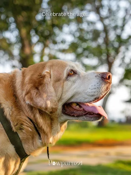 "Celebrate the age." A beautiful profile shot of a senior Labrador, reminding us to cherish every moment with our aging pets.