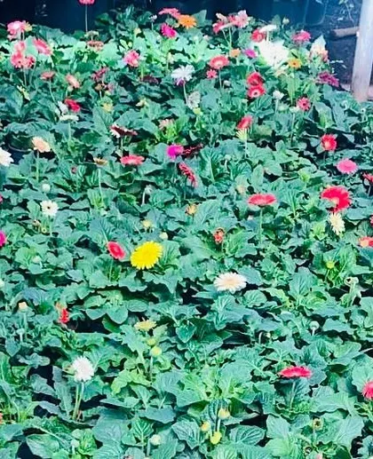A bed of Gerbera Daisies at the nursery, showing the variety of colours available. I always have a fresh stock of these beauties.