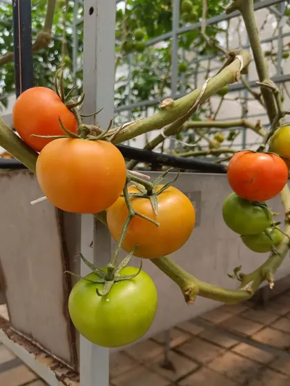 A beautiful display of colorful tomatoes on the vine. Our hydroponic setup ensures each tomato receives the perfect amount of nutrients to develop its full flavor and color.