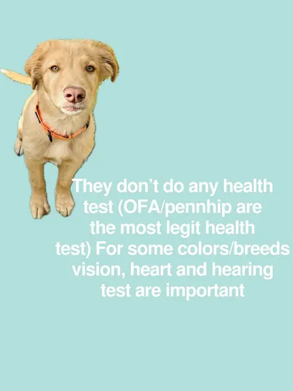 A legitimate breeder will perform health tests like OFA/PennHIP. For some breeds, vision, heart, and hearing tests are also crucial. Don't be afraid to ask for proof.