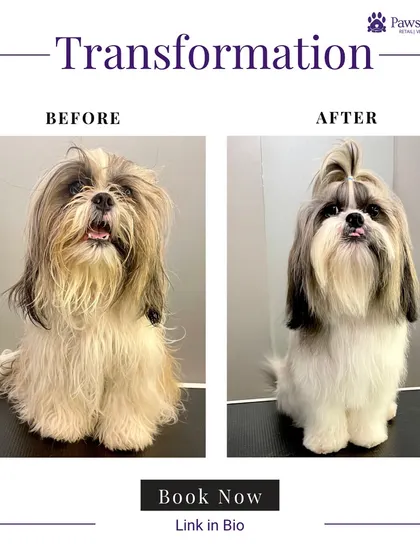 This Shih Tzu received our signature grooming, including a top knot to keep its vision clear and a neat trim for the body. The 'after' photo shows a polished, elegant look that is both beautiful and practical.
