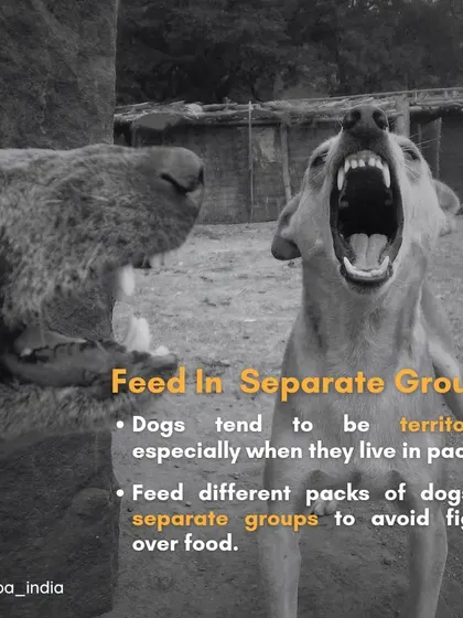 Dogs can be territorial. To avoid fights over food, it is important to feed different packs or groups in separate areas.