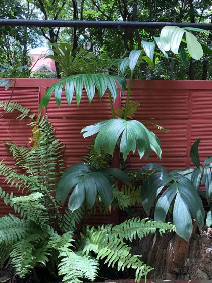 A duplicate image of the Philodendron and fern combination, showcasing the different shades of green at play.