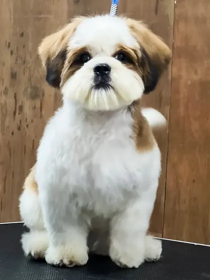 This fresh cut is tailored specifically for this Shih Tzu's coat type and face shape, ensuring a flattering and comfortable result.