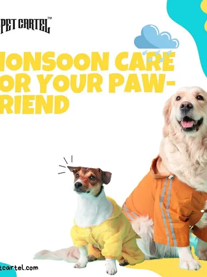 A duplicate image about monsoon care, reinforcing our commitment to pet wellness.