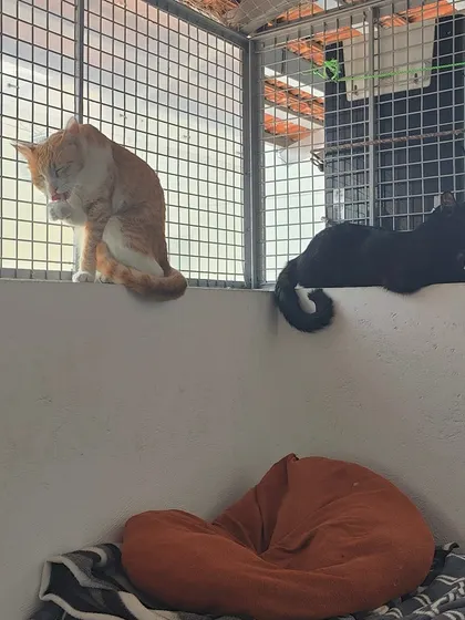 A typical afternoon scene at my home. One cat is grooming on the ledge of the enclosure, another is lounging nearby, and there's a comfy beanbag waiting for a nap.