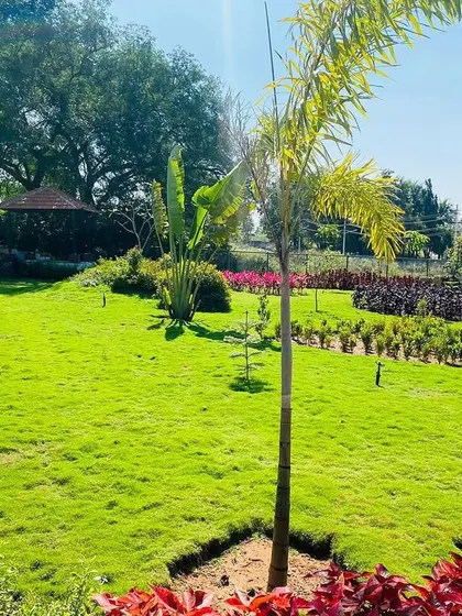 A sunny day at one of our large-scale park projects. The landscape features a healthy green lawn dotted with young trees and colorful shrubs, with a backdrop of mature trees providing shade and beauty.