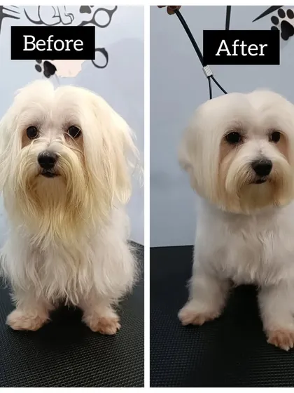 A side-by-side comparison of Posto's makeover. It highlights how a professional groom can restore a white coat's brightness and create a beautiful, balanced shape.