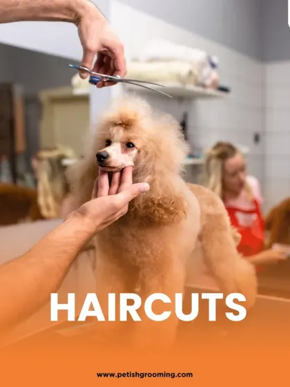Precision is key during haircuts. I use professional scissors and clippers to give this poodle a perfectly shaped and stylish trim.