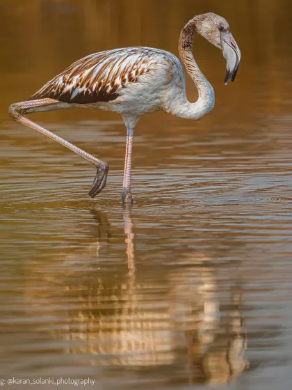 A portrait of a juvenile flamingo, its plumage yet to turn bright pink. This shot was featured in an article about my work, highlighting the beauty of Mumbai's winter visitors.