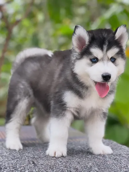 A full-body shot of a standing blue-eyed Husky puppy. Notice the strong legs and straight back, signs of excellent breeding.