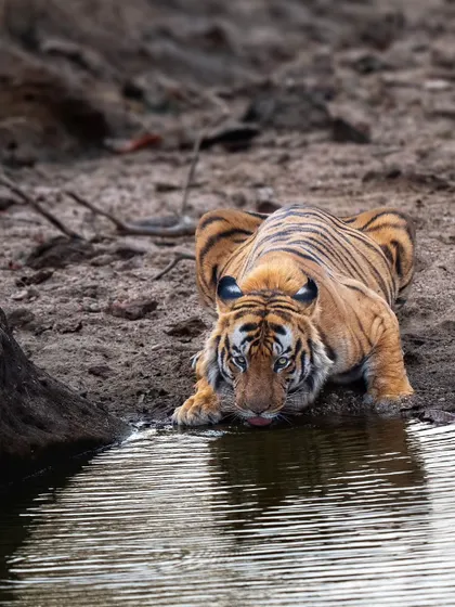 The lords of Bandhavgarh. This is DM Male, one of the largest tigers in the forest, known for his piercing blue eyes and dominant presence.