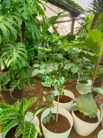 A glimpse into our nursery, filled with a variety of popular indoor plants. You can see large Monstera Deliciosa, Fiddle Leaf Figs, and Calatheas, all healthy and ready for your urban jungle.