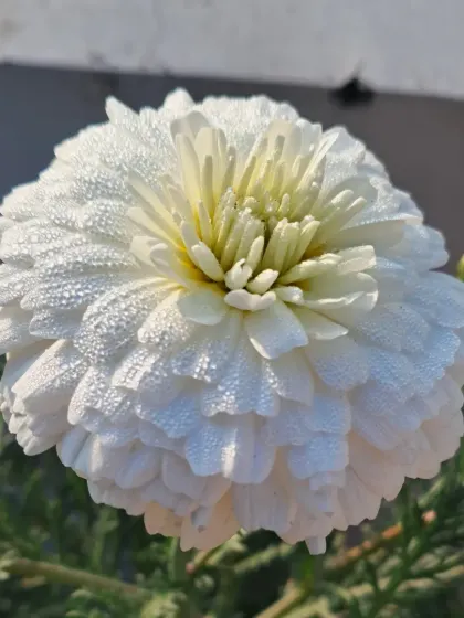 A white winter flower, possibly a Chrysanthemum, covered in morning dew.