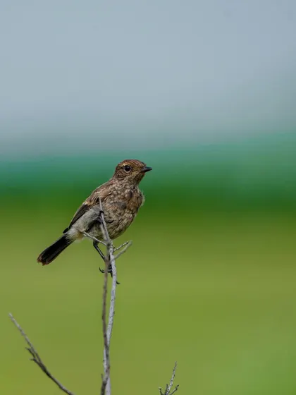 A Siberian Stonechat perched delicately on a dry twig, with a beautiful green background.