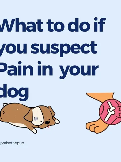 If you suspect your dog is in pain, what should you do? This series of posts guides you through the essential steps.