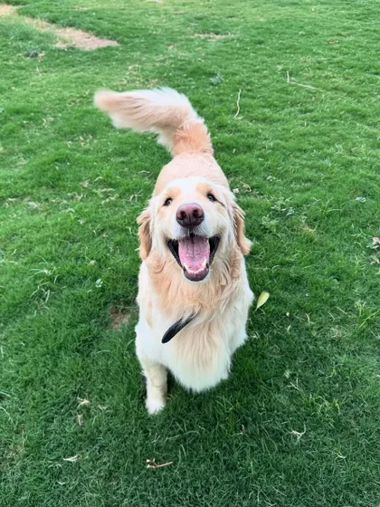 That happy, tongue-out smile is what I strive for every day. This Golden Retriever is clearly having a great time.