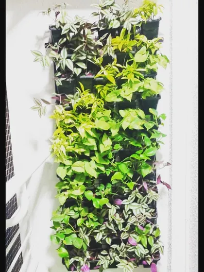 Our vertical gardens come in all shapes and sizes. This tall, narrow installation is perfect for adding a strip of green to a tight space or between windows.