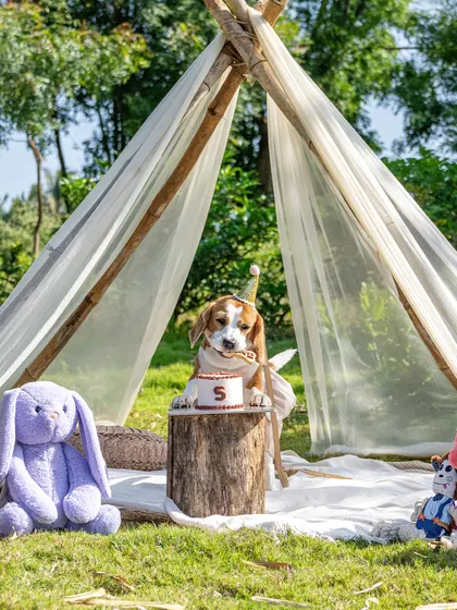 June the Beagle is ready for her 5th birthday party in a beautiful teepee setup. I work with you to create the perfect theme, complete with props, toys, and of course, a delicious dog-friendly cake.