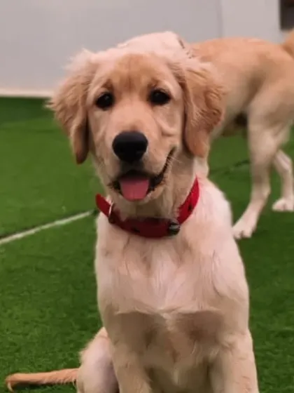 A young Golden Retriever, full of life and happiness.