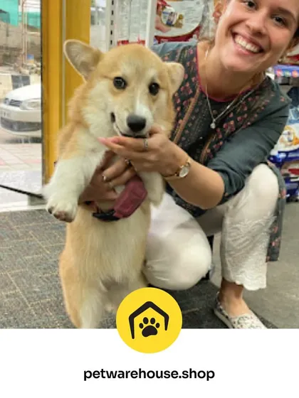 From messy to magnificent. This happy customer is holding her adorable corgi, who looks fresh and happy after a visit to our grooming salon.